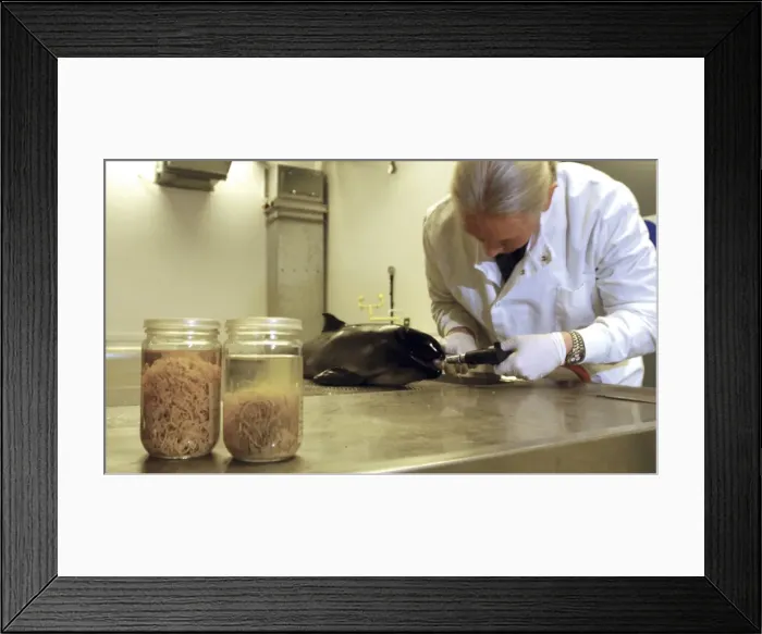 Framed Print : Scientist at work in the Darwin Centre Framed Print : Scientist at work in the Darwin Centre