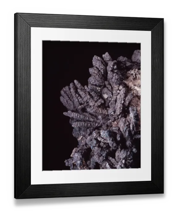 Framed Print : Bornite (copper iron sulphide) is also known as peacock ore on account Framed Print : Bornite (copper iron sulphide) is also known as peacock ore on account