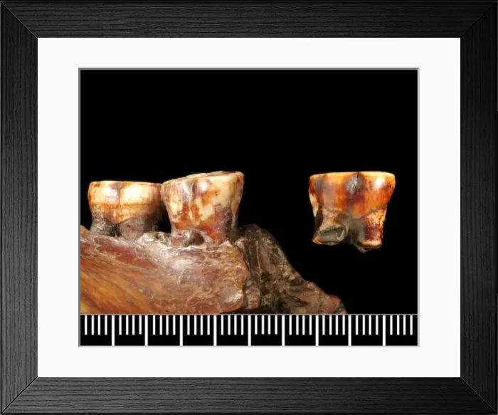 Framed Print : Piltdown 1 jaw with Piltdown 2 molar Framed Print : Piltdown 1 jaw with Piltdown 2 molar