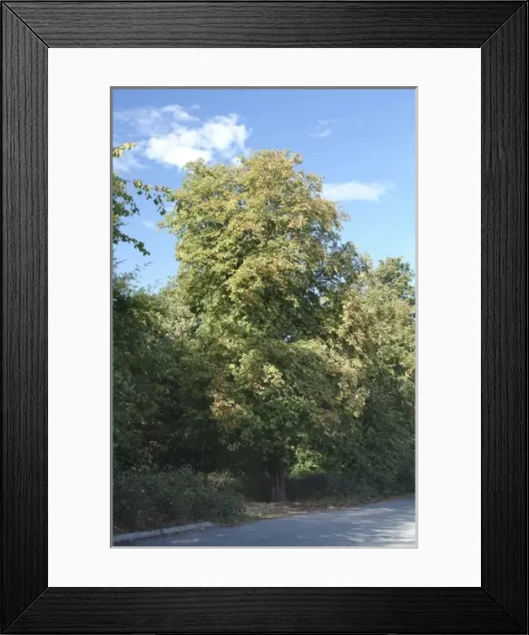 Framed Print : Aesculus hippocastanum, horse chestnut tree Framed Print : Aesculus hippocastanum, horse chestnut tree
