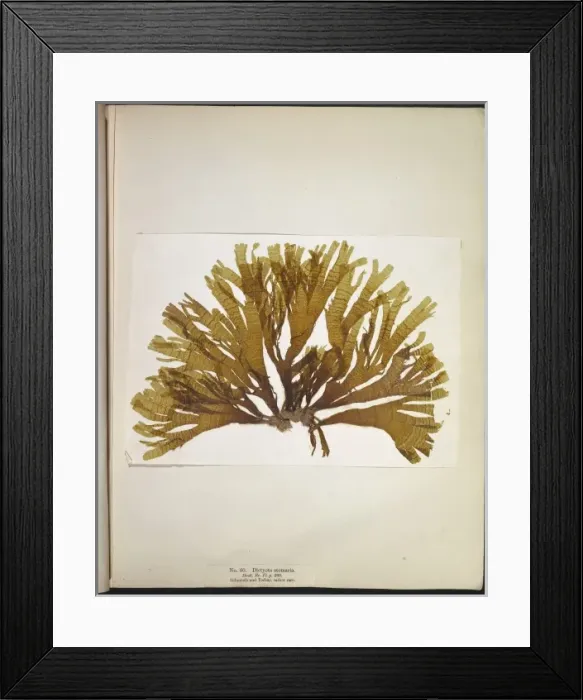 Framed Print : Dictyota atomaria, seaweed Framed Print : Dictyota atomaria, seaweed