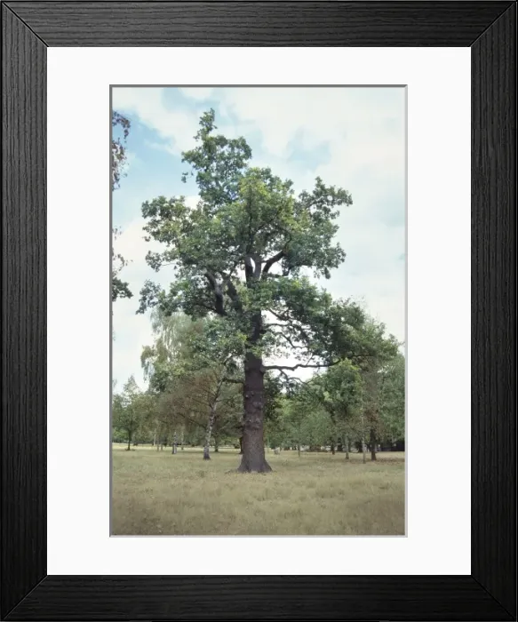 Framed Print : Quercus sp. oak Framed Print : Quercus sp. oak