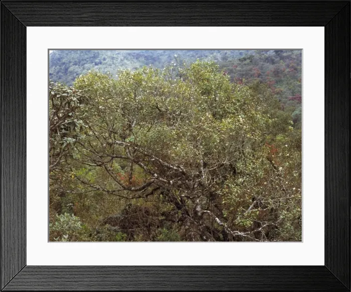Framed Print : Montane rainforest, Sri Lanka Framed Print : Montane rainforest, Sri Lanka