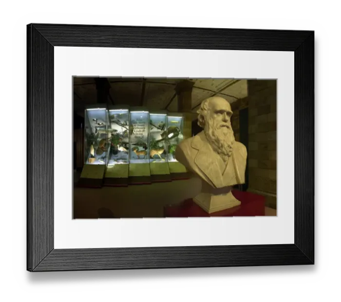 Framed Print : Origin of Species Framed Print : Origin of Species
