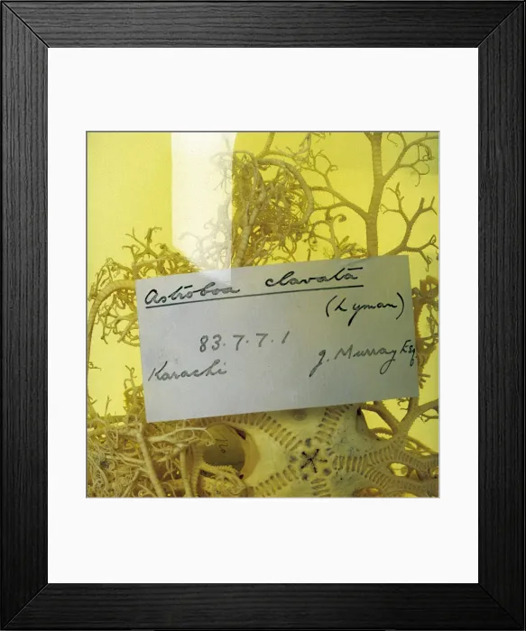 Framed Print : Astroboa clavata, basketstar Framed Print : Astroboa clavata, basketstar