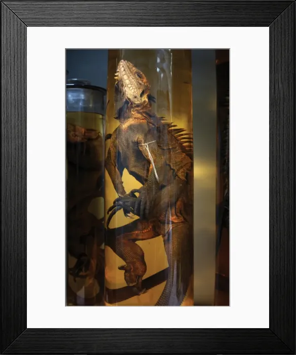 Framed Print : Iguana delicatissima, West Indian iguana Framed Print : Iguana delicatissima, West Indian iguana