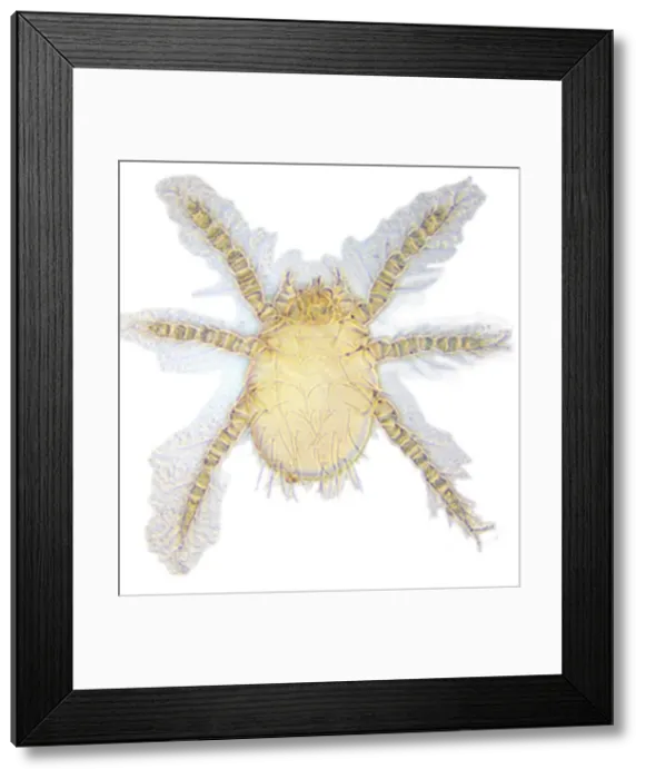 Framed Print : Neotrombicula autumnalis, harvest mite Framed Print : Neotrombicula autumnalis, harvest mite
