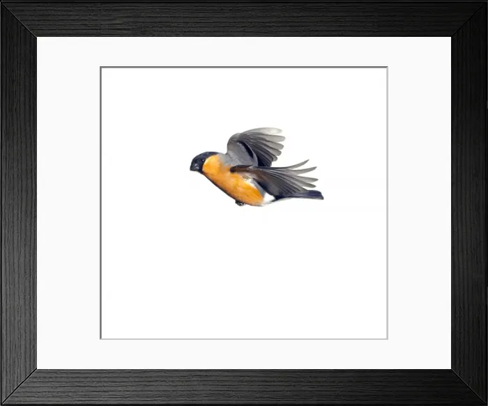 Framed Print : Pyrrhula pyrrhula, Eurasian bullfinch Framed Print : Pyrrhula pyrrhula, Eurasian bullfinch