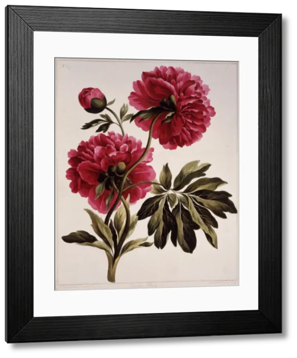 Framed Print : Paeonia sp. peony Framed Print : Paeonia sp. peony