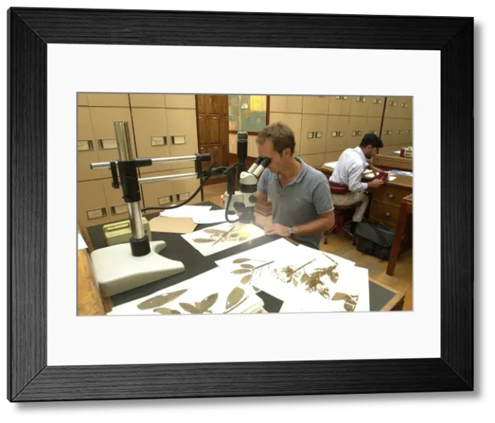 Framed Print : Scientist working in herbarium Framed Print : Scientist working in herbarium