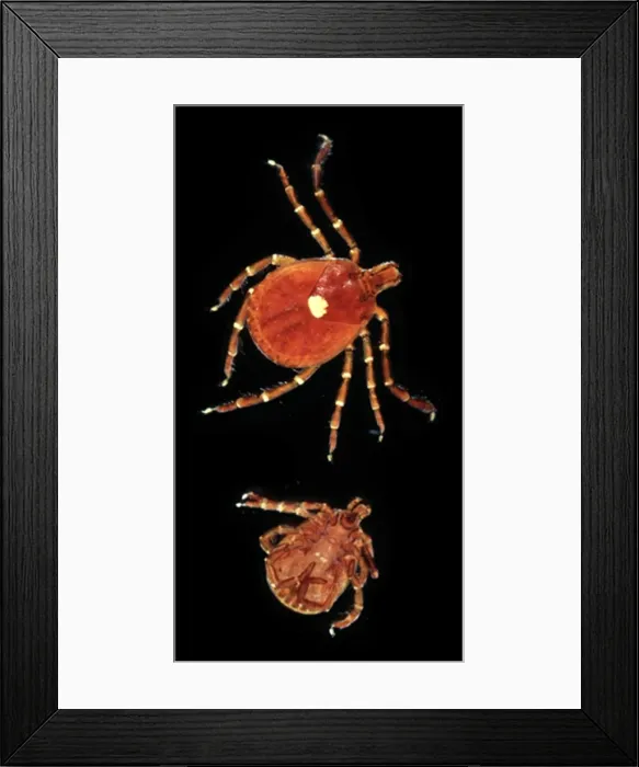 Framed Print : Amblyomma americanum, lone star tick Framed Print : Amblyomma americanum, lone star tick
