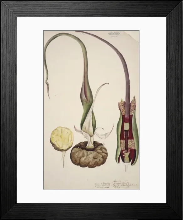 Framed Print : Typhonium venosum, voodoo lily Framed Print : Typhonium venosum, voodoo lily