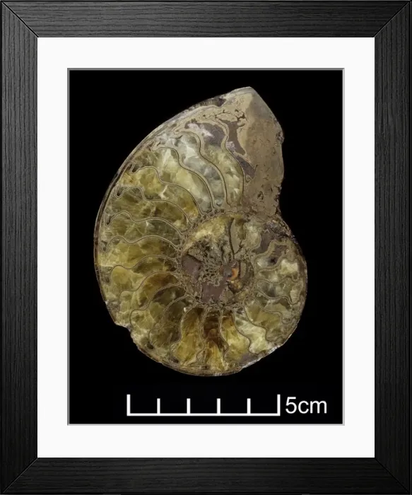 Framed Print : Oxynoticeras oxynotum, ammonite Framed Print : Oxynoticeras oxynotum, ammonite