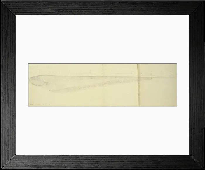Framed Print : Eigenmannia sp. electric fish Framed Print : Eigenmannia sp. electric fish