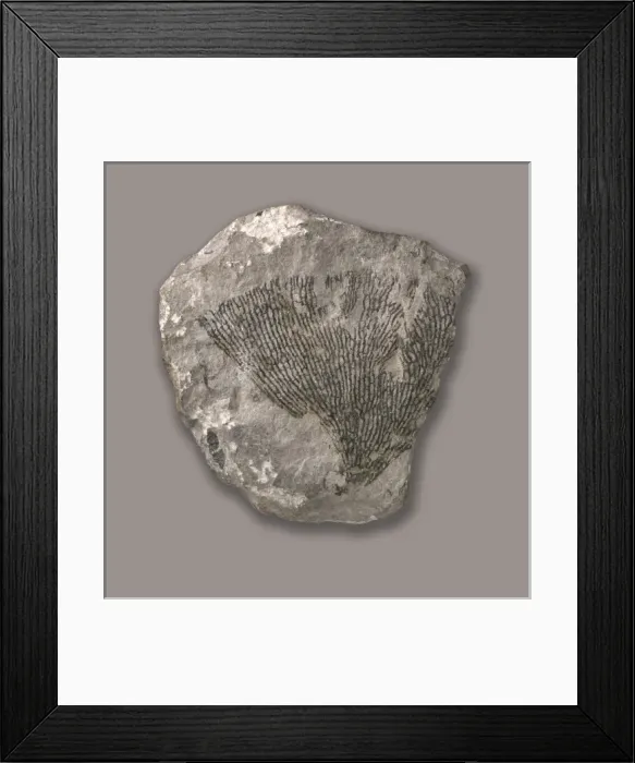 Framed Print : Dictyonema retiforme, grapolite Framed Print : Dictyonema retiforme, grapolite