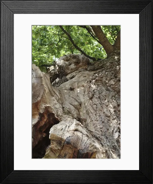 Framed Print : Quercus sp. crouch oak Framed Print : Quercus sp. crouch oak
