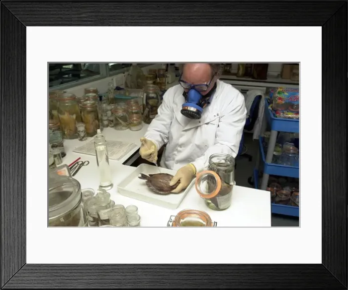 Framed Print : Scientist working with fish specimen Framed Print : Scientist working with fish specimen