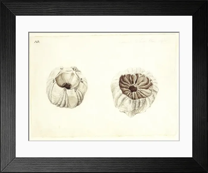Framed Print : Coronula diarnderna Framed Print : Coronula diarnderna
