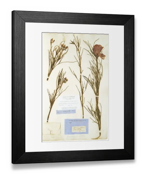 Framed Print : Alyogyne hakeafolia (Giord) Alefeld, hibiscus Framed Print : Alyogyne hakeafolia (Giord) Alefeld, hibiscus