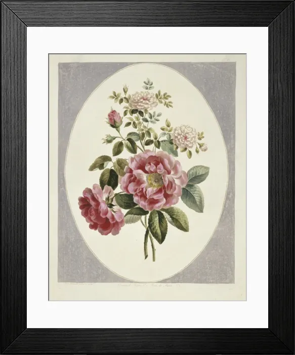 Framed Print : Rosa x damascena, damask rose Framed Print : Rosa x damascena, damask rose