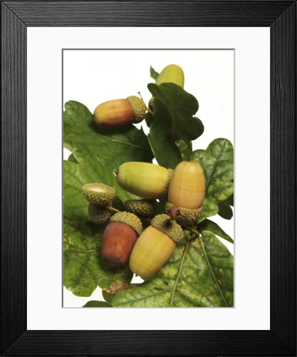 Framed Print : Quercus sp. oak Framed Print : Quercus sp. oak