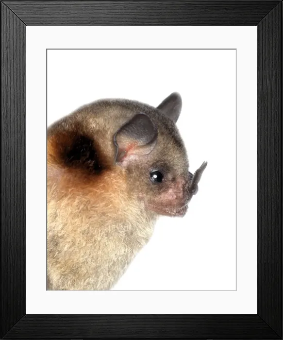 Framed Print : Sturnira lilium parvidens, yellow-shouldered bat Framed Print : Sturnira lilium parvidens, yellow-shouldered bat