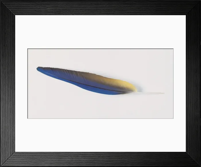 Framed Print : Anodorhynchus hyacinthinus, hyacinth macaw Framed Print : Anodorhynchus hyacinthinus, hyacinth macaw