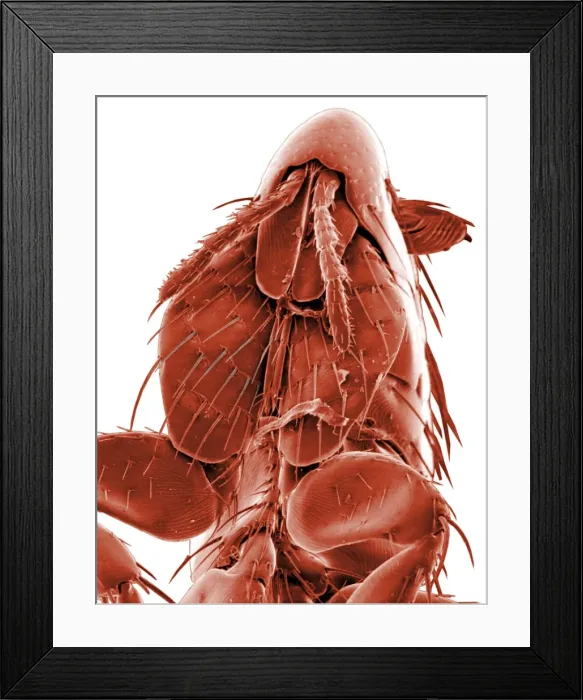 Framed Print : Ctenocephalides canis, dog flea Framed Print : Ctenocephalides canis, dog flea