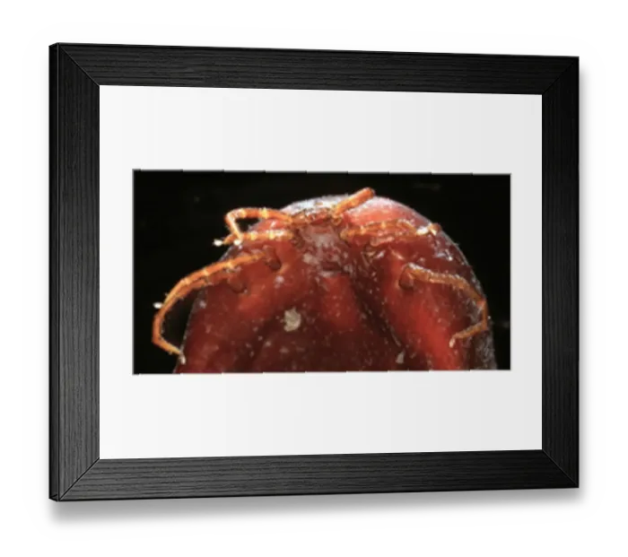 Framed Print : Ixodes ricinus, tick Framed Print : Ixodes ricinus, tick