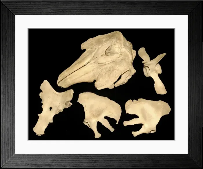 Framed Print : Monodon monoceros, narwhal Framed Print : Monodon monoceros, narwhal