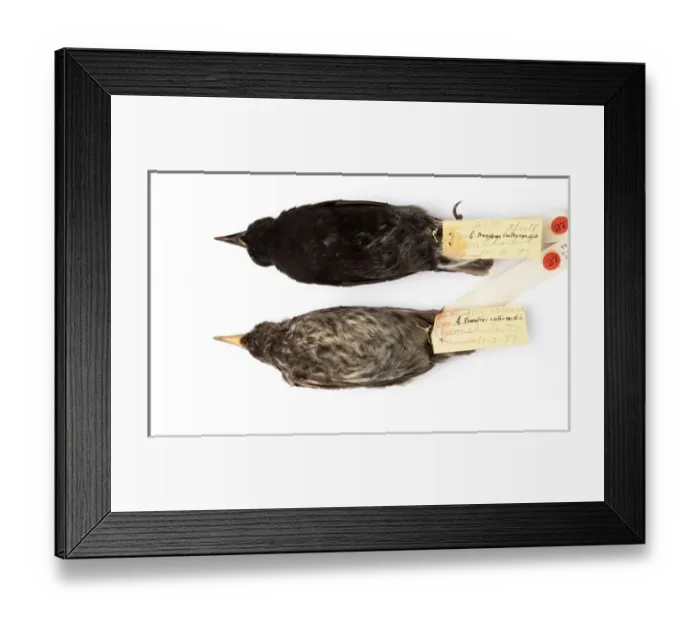 Framed Print : Geospiza scandens, common cactus finch Framed Print : Geospiza scandens, common cactus finch