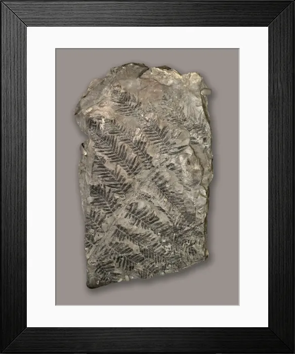 Framed Print : Senftenbergia sp Framed Print : Senftenbergia sp