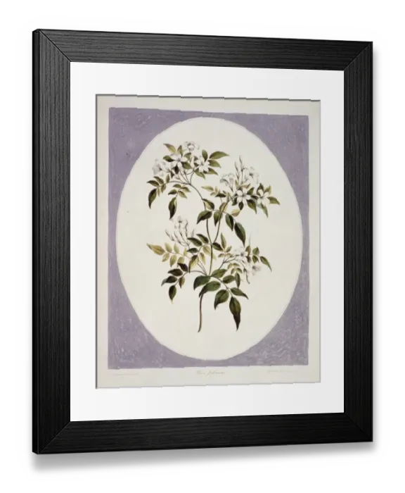 Framed Print : Jasminum polyanthum, jasmine Framed Print : Jasminum polyanthum, jasmine