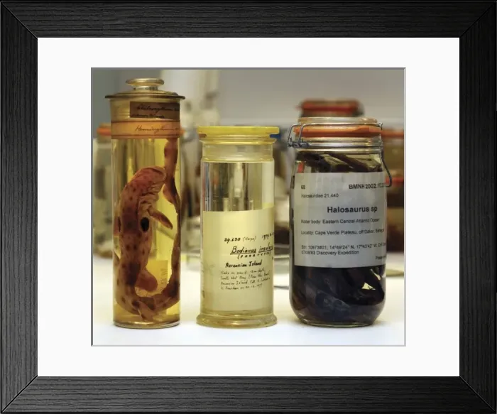 Framed Print : Storage jars for spirit collection Framed Print : Storage jars for spirit collection