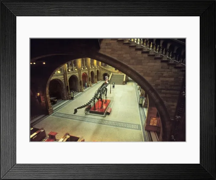Framed Print : The Central Hall of the Natural History Museum, London Framed Print : The Central Hall of the Natural History Museum, London