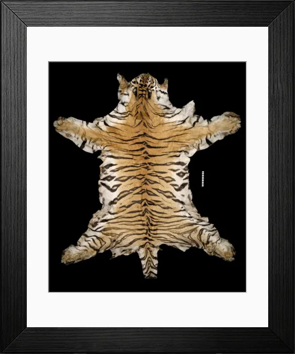 Framed Print : Panthera tigris tigris, Bengal tiger Framed Print : Panthera tigris tigris, Bengal tiger