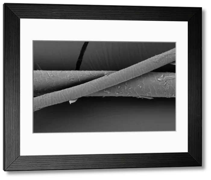 Framed Print : Hair of the Dog Framed Print : Hair of the Dog