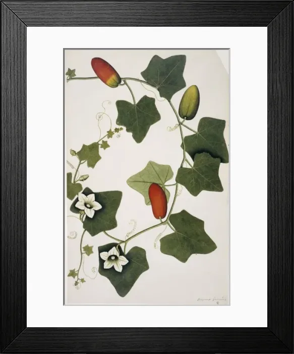 Framed Print : Bryonia grandis, ivy gourd Framed Print : Bryonia grandis, ivy gourd