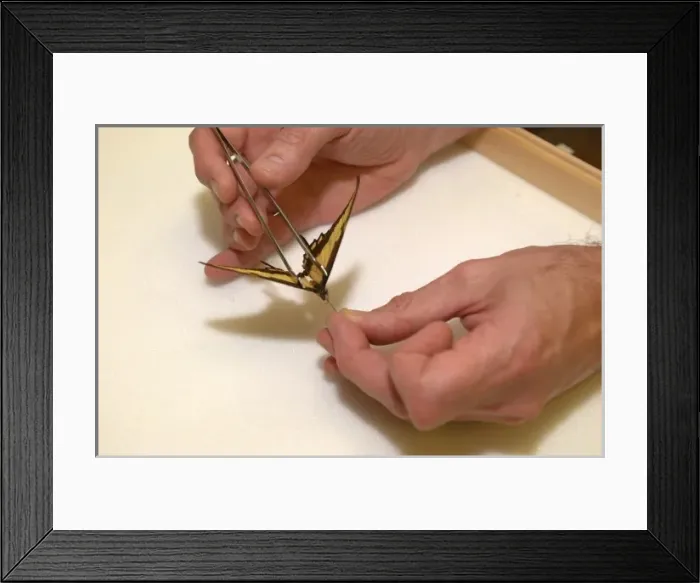 Framed Print : Scientist working with butterfly specimen Framed Print : Scientist working with butterfly specimen
