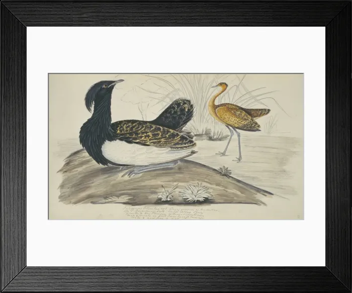 Framed Print : Houbaropsis bengalensis, Bengal florican Framed Print : Houbaropsis bengalensis, Bengal florican