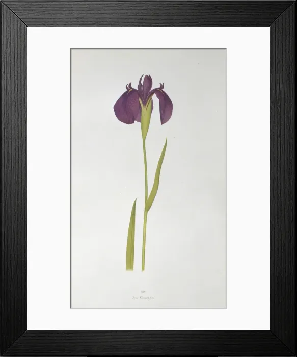 Framed Print : Iris kaempferi, Japanese iris Framed Print : Iris kaempferi, Japanese iris