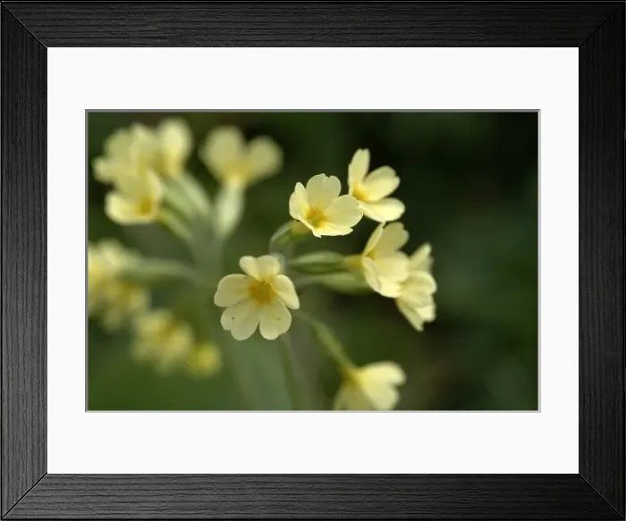 Framed Print : Primula veris, cowslip Framed Print : Primula veris, cowslip