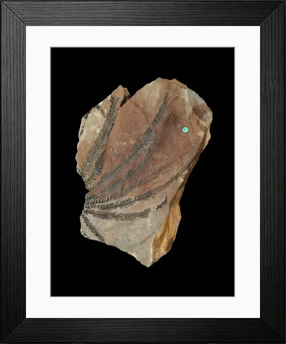 Framed Print : Matonidium goeperti Framed Print : Matonidium goeperti