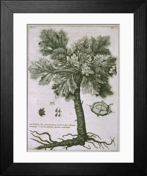 Framed Print : Arctopus echinatus Framed Print : Arctopus echinatus
