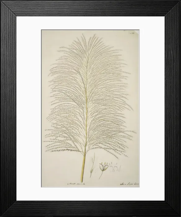 Framed Print : Saccharum officinarum, sugarcane Framed Print : Saccharum officinarum, sugarcane