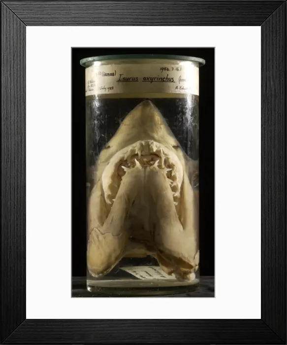 Framed Print : Isurus oxyrinchus, shortfin mako shark Framed Print : Isurus oxyrinchus, shortfin mako shark