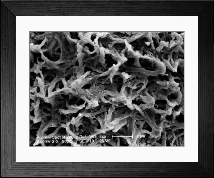 Framed Print : Cystopteris diaphana, diaphanous bladder fern Framed Print : Cystopteris diaphana, diaphanous bladder fern