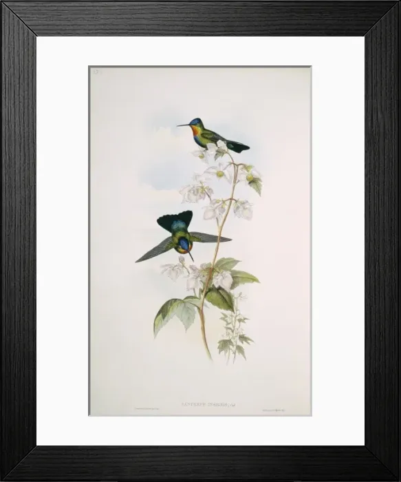 Framed Print : Panterpe insignis, fiery-throated hummingbird Framed Print : Panterpe insignis, fiery-throated hummingbird