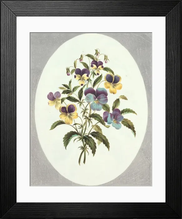 Framed Print : Viola sp. Plate 62 from Flowers by John Edwards, 1795 Framed Print : Viola sp. Plate 62 from Flowers by John Edwards, 1795