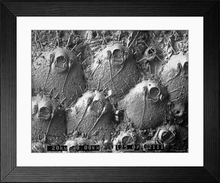 Framed Print : A bryozoan colony Framed Print : A bryozoan colony